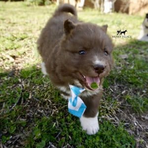 Solid Brown Husky