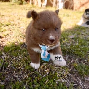 Solid Brown Husky