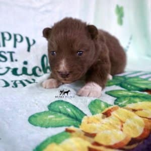 Solid Brown Husky