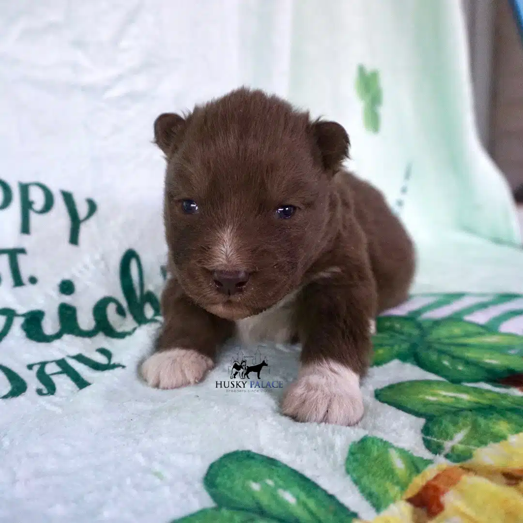 Solid Brown Husky