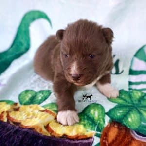 Solid Brown Husky