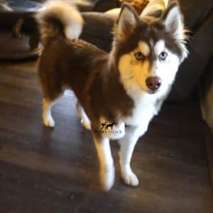 Top Siberian Husky Breeder