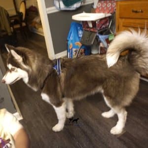 Top Siberian Husky Breeder