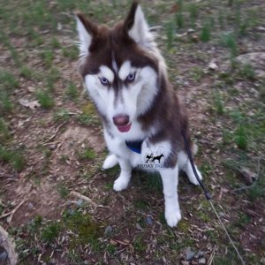 Top Siberian Husky Breeder