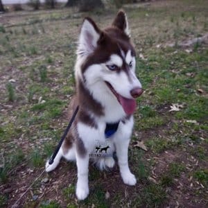 Top Siberian Husky Breeder