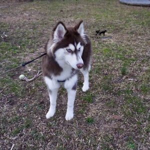 Top Siberian Husky Breeder