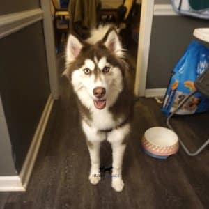 Top Siberian Husky Breeder