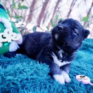 Siberian Husky Puppies For Sale