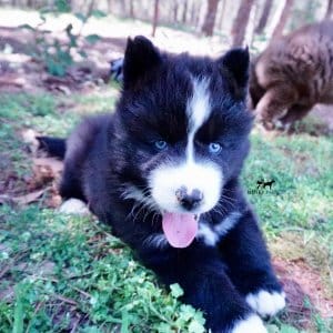 Huskies for sale