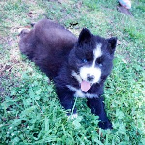 Huskies for sale