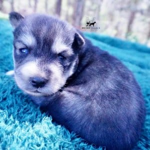 Siberian Husky Puppies For Sale