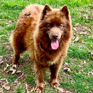 akc solid brown husky
