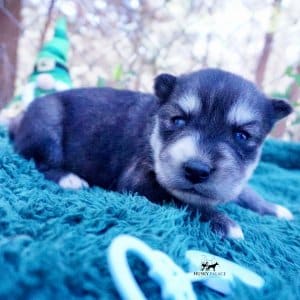 Siberian Husky Puppies For Sale