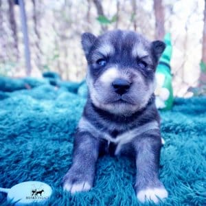 Siberian Husky Puppies For Sale