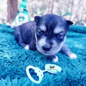 Siberian Husky Puppies For Sale