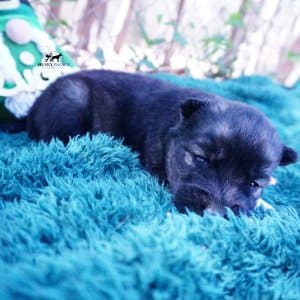 Siberian Husky Puppies For Sale