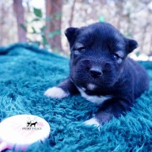 Siberian Husky Puppies For Sale