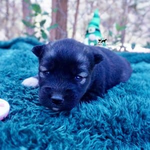 Siberian Husky Puppies For Sale