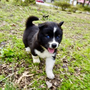 Pet Husky