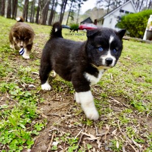 Pet Husky