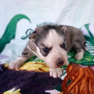 Black:white Siberian Husky