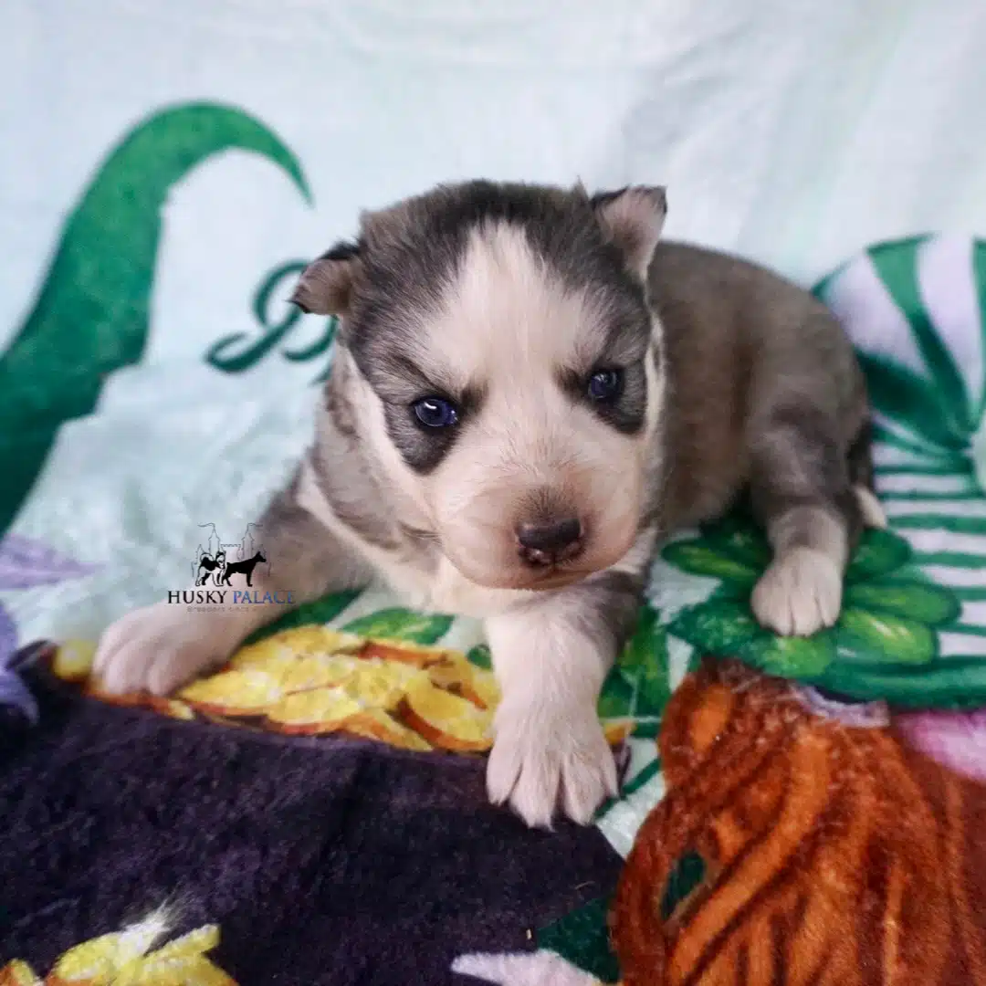 Black:white Siberian Husky