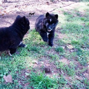 AKC Siberian Husky Puppies