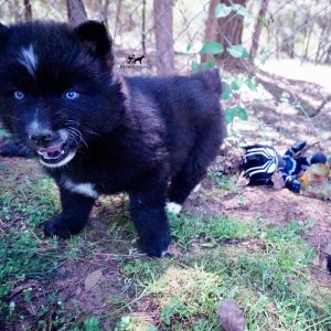 AKC Siberian Husky Puppies
