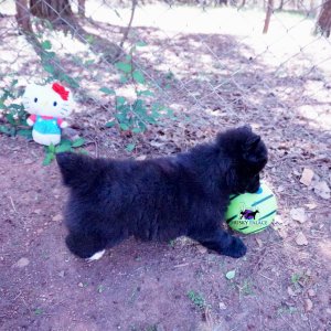 AKC Siberian Husky Puppies