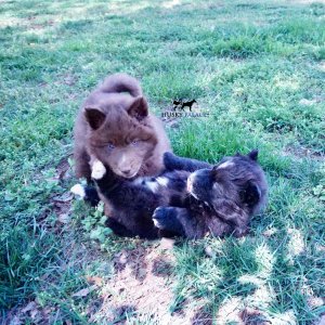 Reputable Husky Breeders