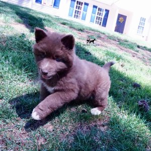Reputable Husky Breeders