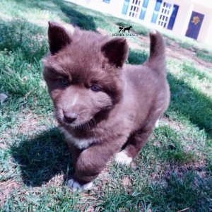 Reputable Husky Breeders
