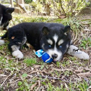 Black/white Husky Puppy