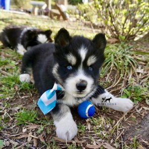 Black/white Husky Puppy