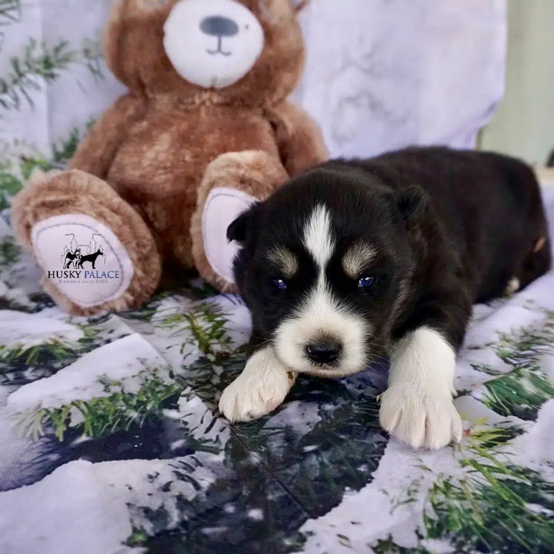 Siberian Husky Puppies In NC