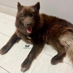 akc solid brown husky