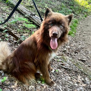 akc solid brown husky