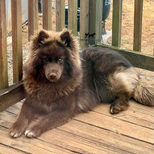 akc solid brown husky