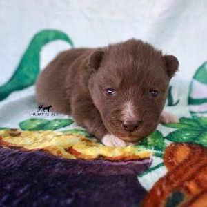 Solid Brown Husky