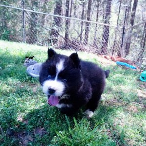 Huskies for sale