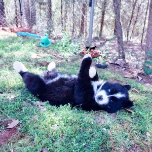 Huskies for sale