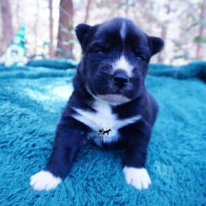 Siberian Husky Puppies For Sale