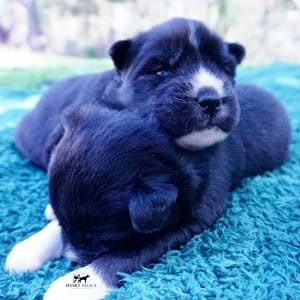 Siberian Husky Puppies For Sale