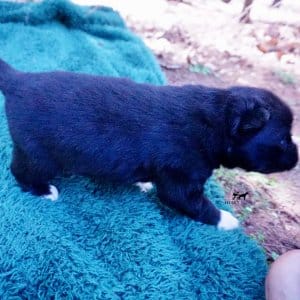 Siberian Husky Puppies For Sale