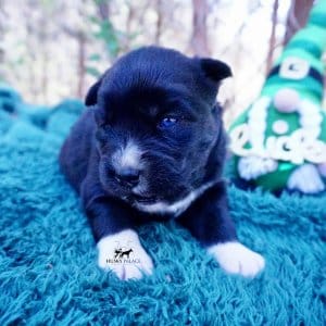 Siberian Husky Puppies For Sale