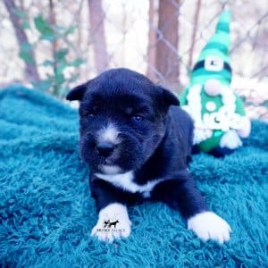 Siberian Husky Puppies For Sale