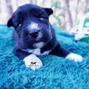 Siberian Husky Puppies For Sale