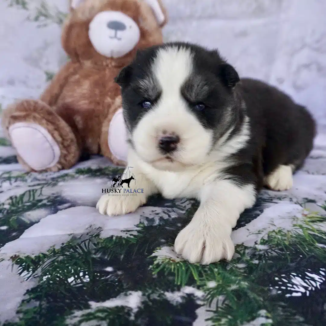 Siberian Husky Puppies In NC