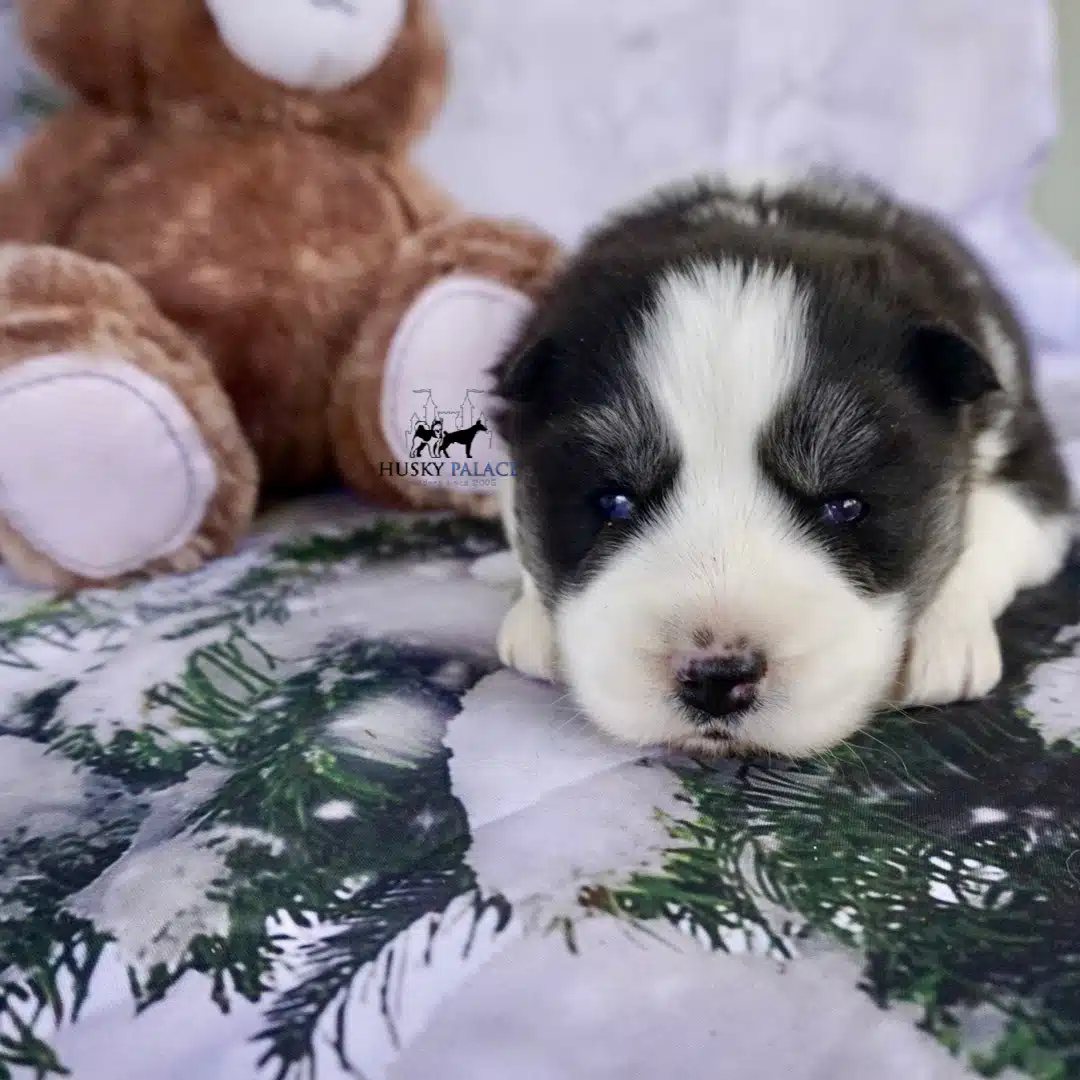 Siberian Husky Puppies In NC