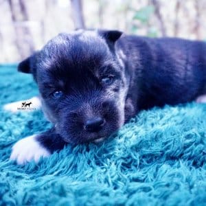 Siberian Husky Puppies For Sale